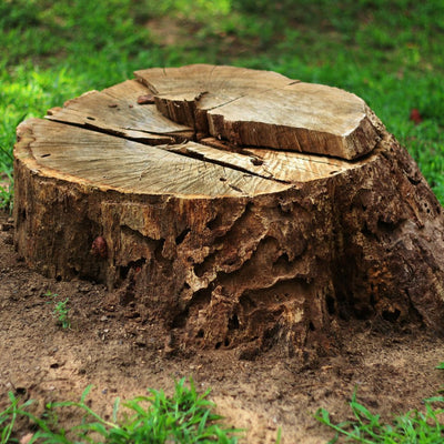 Stump Grinding vs. Stump Removal: Which Is Right for You?