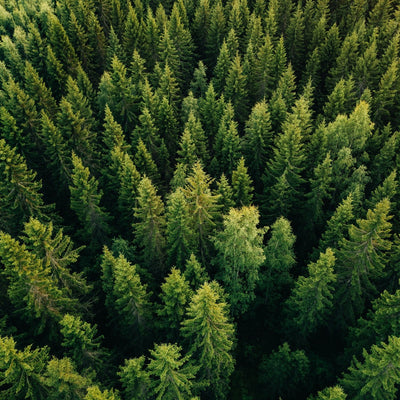 The Role of Skid Steers in Forestry and Tree Management